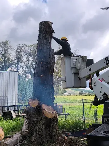 Stump Grinding