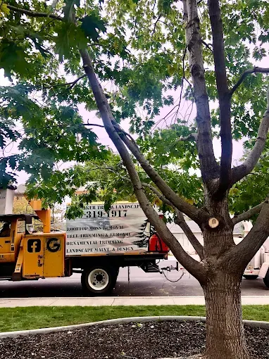 Berserker Tree & Landscape truck behind a freshly pruned tree