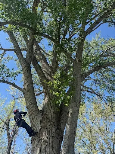 Tree Trimming & Pruning